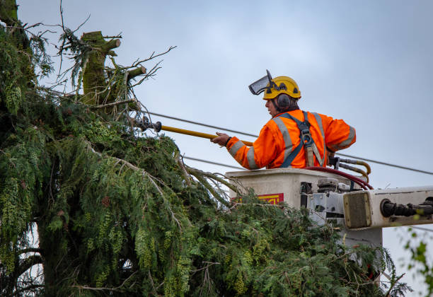 Professional Tree Services in Mullens, WV