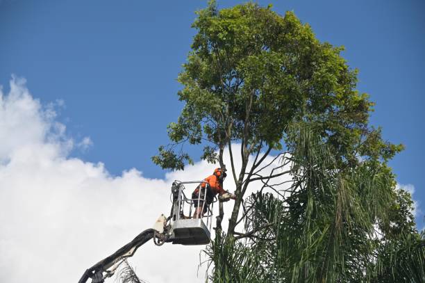 Best Tree Removal Service  in Mullens, WV