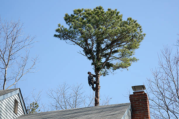 Tree and Shrub Care in Mullens, WV